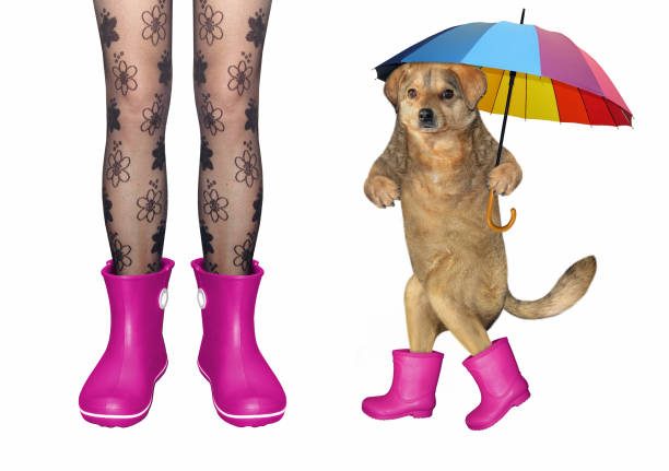 istock Girl with dog in pink rubber boots 2 1255208190