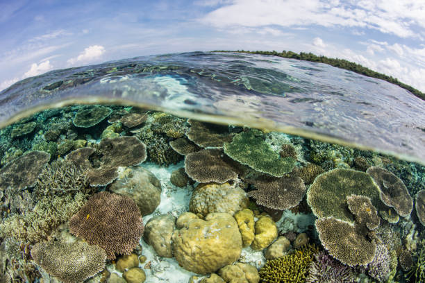 istock Gorgeous Corals in Shallows of Indonesia 1255209267