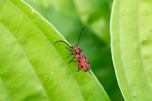 Red milkweed beetle (Tetraopes tetrophthalmus) on leaf in summer.