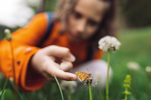 The boy with backpack on back watching and exploring curiously a butterfly standing on a dandelion.
