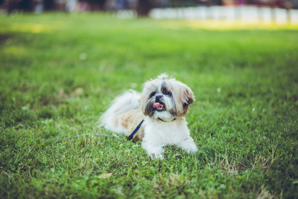 istock Beautiful dog shih tzu 1255209930