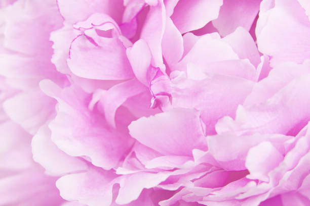 istock Pink peony for holiday card or background 1255210647