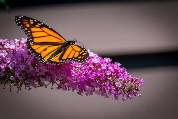 istock Monarch butterfly on purple flowers 1255211150