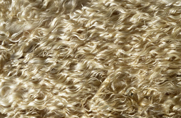 istock close-up woolly sheepskin on background 1255211330