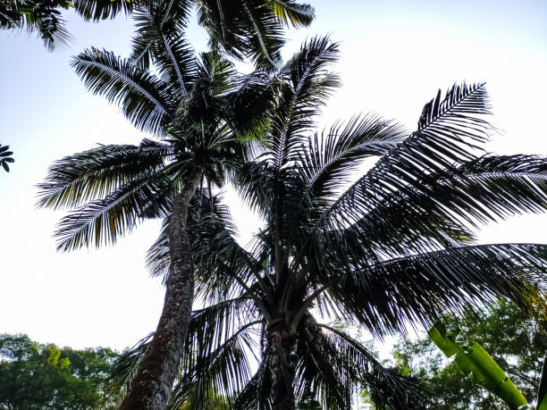 istock Big coconut trees low-angle shot in the daytime in india. 1255211420