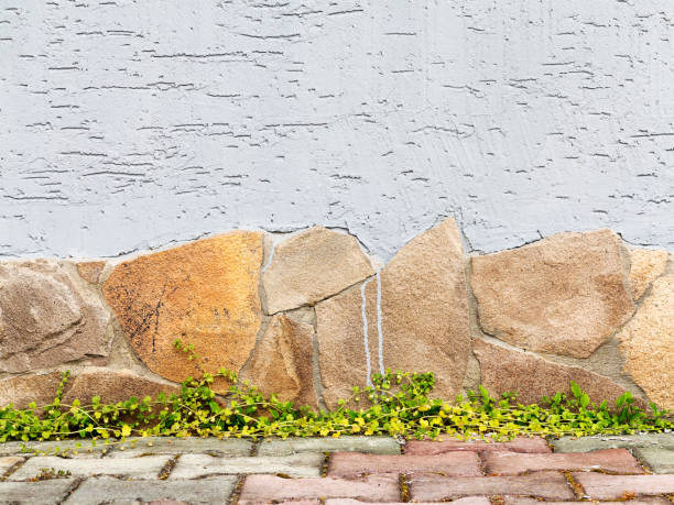 istock Bright green plants on the stone wall. Great background or texture. 1255213520