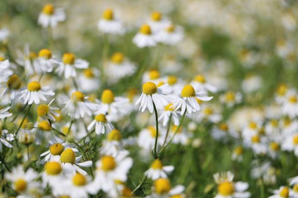 野原で野生のシャモミユを閉じる - wildflower spring close up daisy ストックフォトと画像