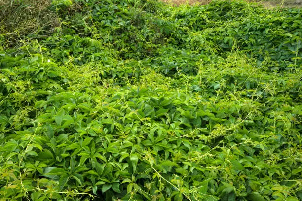 Green wide vine plant in the spring on the soil