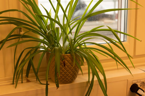 istock Spider plant in an office window. 1255218550