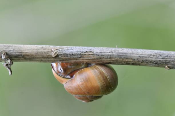 caracol de copenhague em um membro - snail environmental conservation garden snail mollusk - fotografias e filmes do acervo