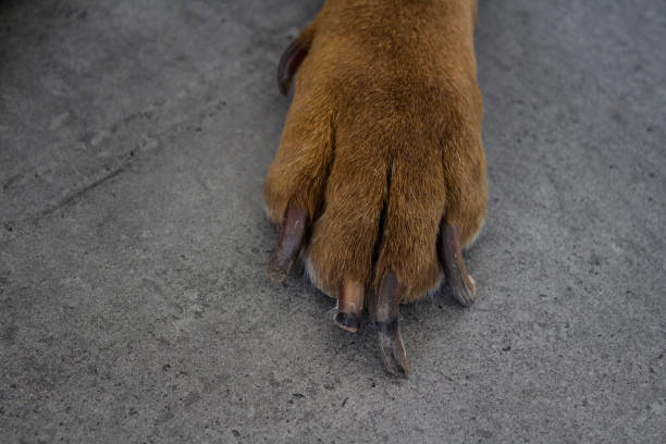 istock Big dog paw close up photo 1255219251