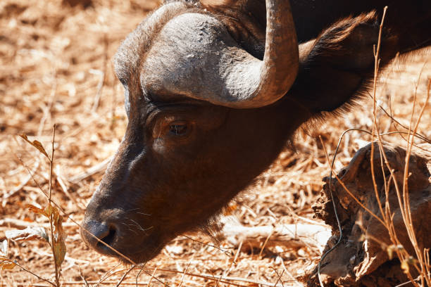 istock Buffalo in the Kruger Park 1255219326