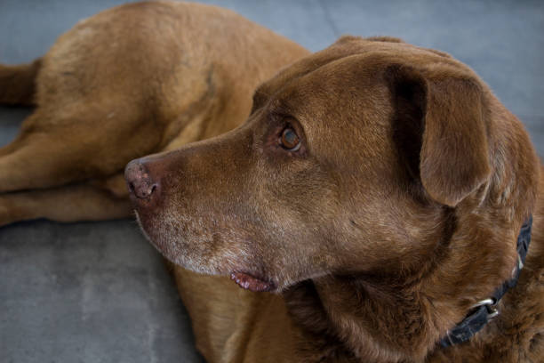 istock Cute dog laying on dark grey floor. 1255220578