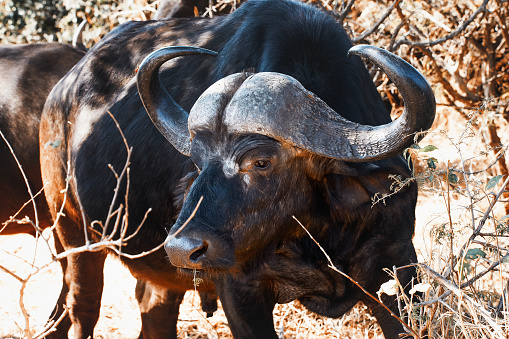 African buffalo (Syncerus caffer) is a large sub-Saharan African bovine. Syncerus caffer caffer, the Cape buffalo, is the typical subspecies, and the largest one, found in Southern and East Africa. Masai Mara National Reserve, Kenya.