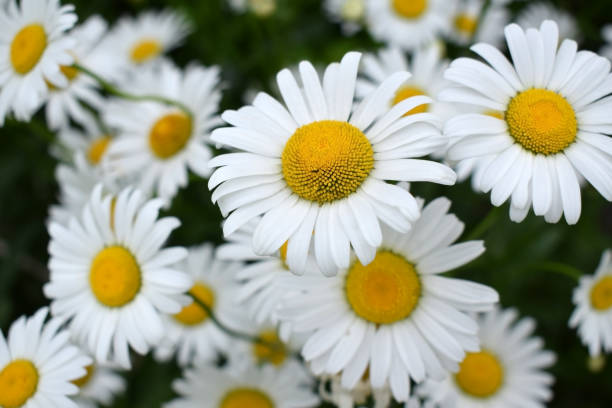 piękne białe rumianki ogrodowe - chamomile plant german chamomile summer green zdjęcia i obrazy z banku zdjęć