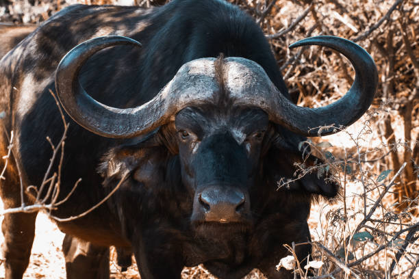 istock Buffalo in the Kruger Park 1255221165