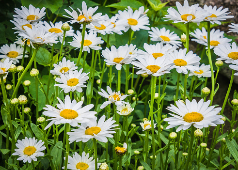 White shasta daisies grow at the edge of a Cape Cod meadow