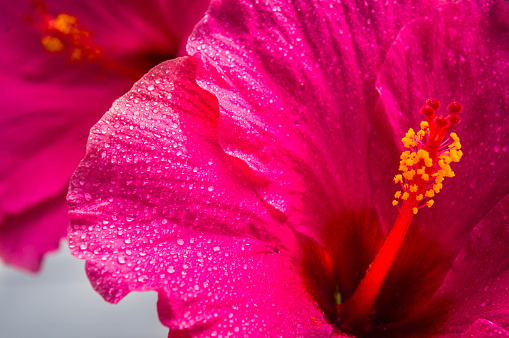 Dew drops cling to the petals and stamen of a hibiscus flower.