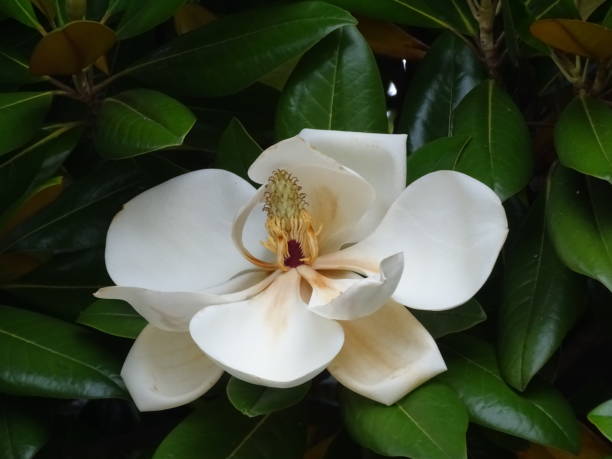 istock BEAUTIFUL LARGE WHITE FLOWER: MAGNOLIA 1255223468