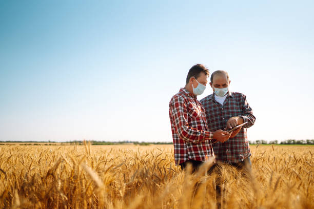 Farmers in sterile medical masks discuss agricultural issues on a wheat field. Farmers in sterile medical masks discuss agricultural issues on a wheat field. Farmers with tablet in the field. Smart farm. Agro business. Covid-19. agronomist photos stock pictures, royalty-free photos & images