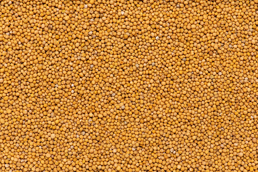 Mustard seeds making a background pattern top view texture