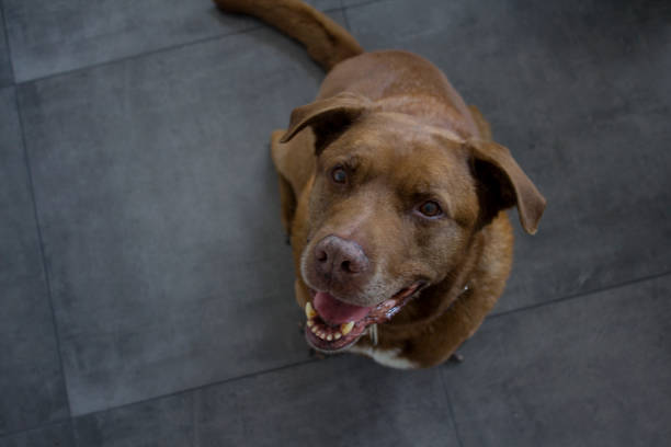 istock Dog on dark textured background with copy space 1255225675