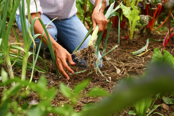 Leek harvest stock photo