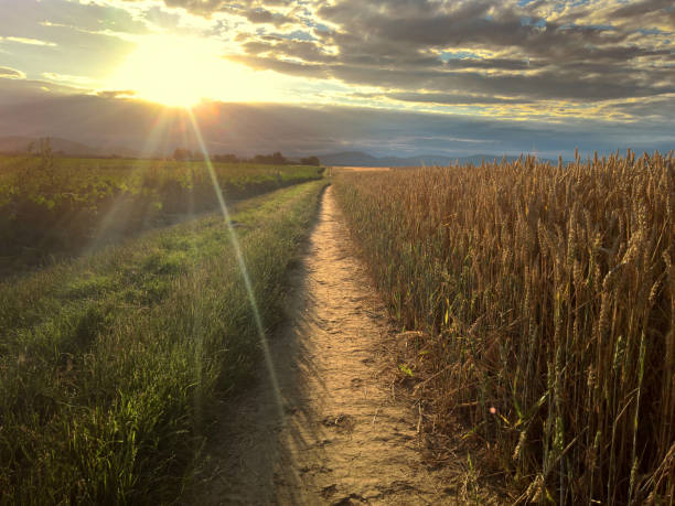 istock Sunset in the field. Ripe wheat and sugar beet 1255225987