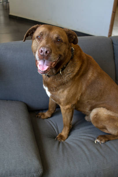 istock Dog sitting on the couch 1255225989