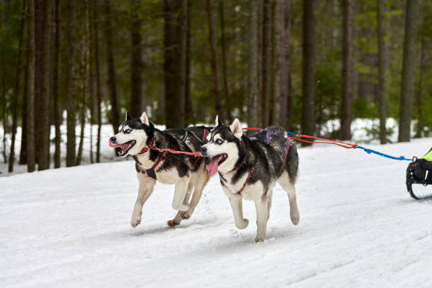 istock Husky sled dog racing 1255226825