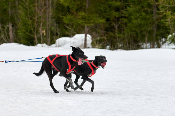 istock Running Pointer dog on sled dog racing 1255226846