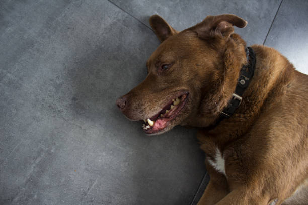 istock Cute dog laying on dark grey floor. 1255227145