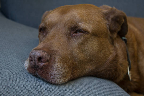 istock Cute adult dog napping on grey couch 1255227148