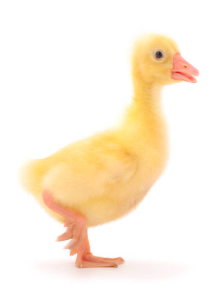 istock Yellow little gosling. 1255228137