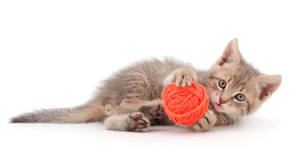 Little kitten playing with a ball of yarn. Little kitten playing with a ball of yarn isolated on white background. kitten playing with yarn stock pictures, royalty-free photos & images