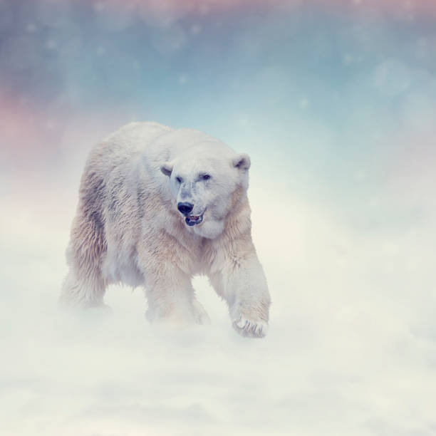 duży niedźwiedź polarny chodzący po śniegu - polar bear arctic animal snow zdjęcia i obrazy z banku zdjęć