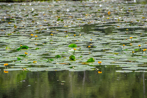 Nuphar pumila flowering in a pond.