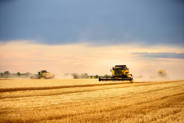istock Combine harvesters working in wheat field with cloudy moody sky. Harvesting machine driver cutting crop in a farmland. Agriculture theme, harvesting season 1255229880