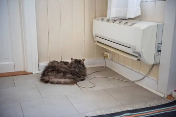 Photo of Grey, fluffy cat laying in front of a heat pump.