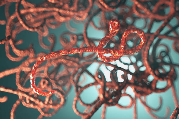 istock Microscopic view of the ebola virus illustration 1255230836