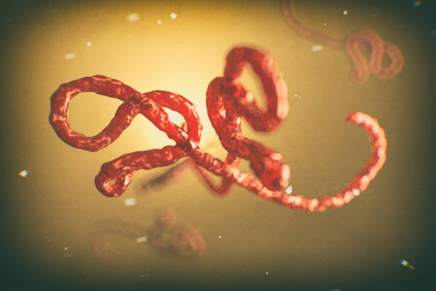 istock Microscopic view of the ebola virus illustration 1255230900