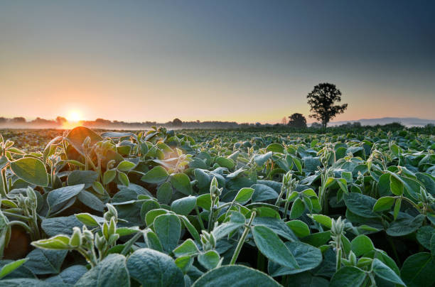 istock Field of soy, lit by early morning sunlight 1255234236