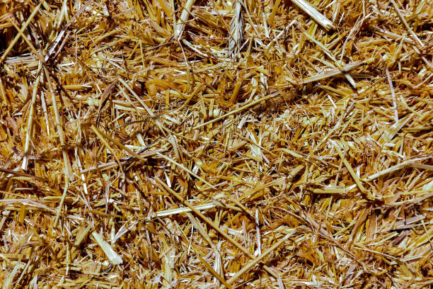 istock Background The natural texture of dry straw 1255235013