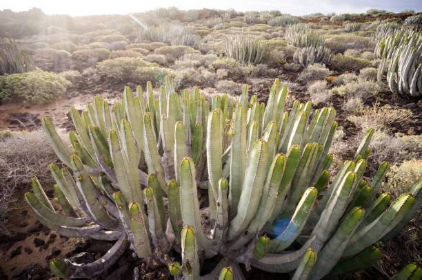 istock Cactus Desert Sunset in Tenerife Canary Island 1255235044