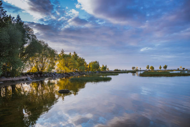 summer evening landscape lake with pine trees on the shore, russia, june - pine sunset night sunlight imagens e fotografias de stock