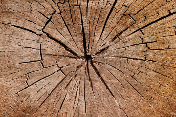 istock Crack in the wood trunk 1255237853