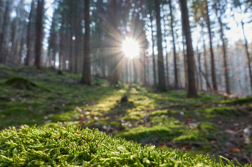 Sunlight illuminates moss on forest floor