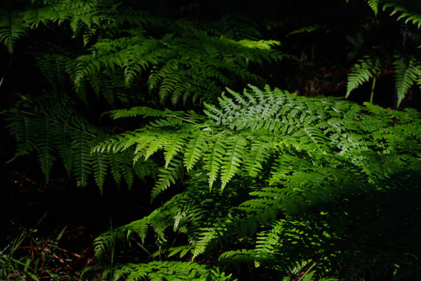 istock Bracken fern leaves in morning light 1255238215