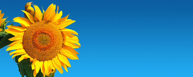 Close-up of fresh sunflower against clear blue sky