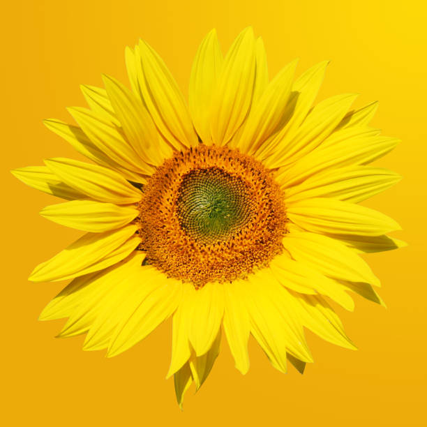 istock Field of blooming sunflowers on a background blue sky 1255240657